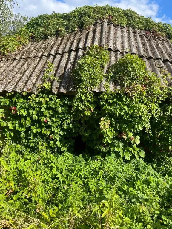 Участок в Брянская область, Жуковский муниципальный округ, пос. ... - Фото 1