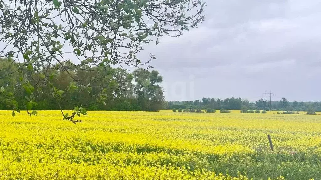Участок в Калининградская область, Гурьевск (6.7 м) - Фото 0
