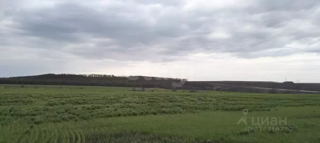 Участок в Саратовская область, Лысогорский район, Большедмитриевское ... - Фото 1