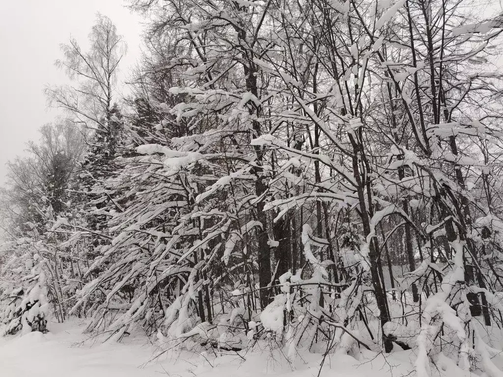 Участок в Московская область, Черноголовка городской округ, д. Старки  ... - Фото 1