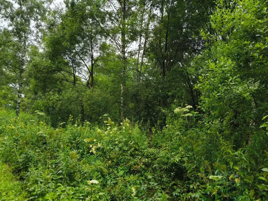 Участок в Московская область, Талдомский городской округ, д. Волдынь  ... - Фото 1