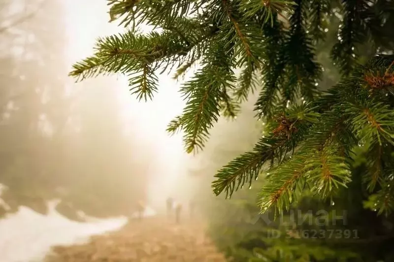 Участок в Тверская область, Конаковский муниципальный округ, Деревня ... - Фото 2