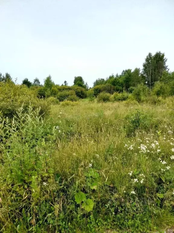 Участок в Новгородская область, Старая Русса ул. Береговая (12.0 сот.) - Фото 2