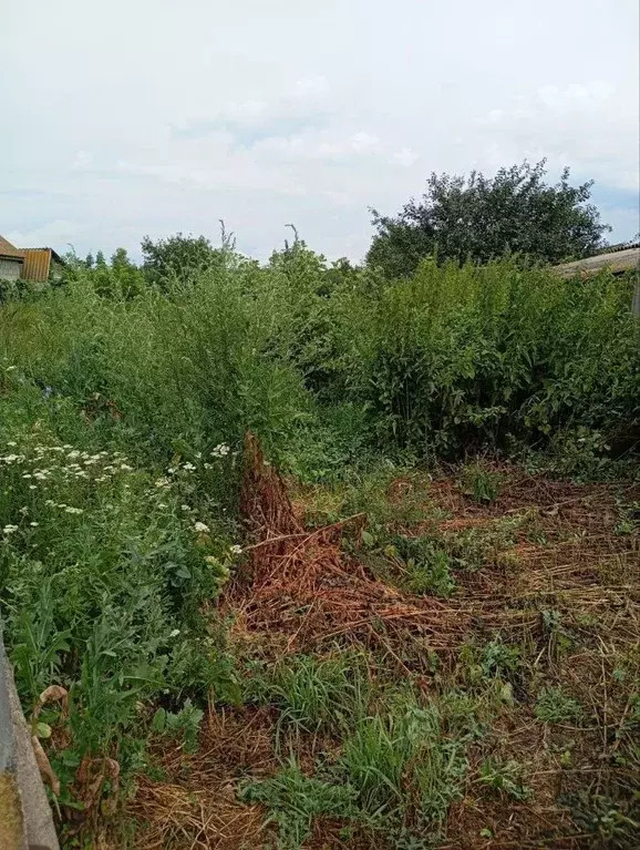 Участок в Саратовская область, Калининск Коммунистическая ул. (14.5 ... - Фото 2