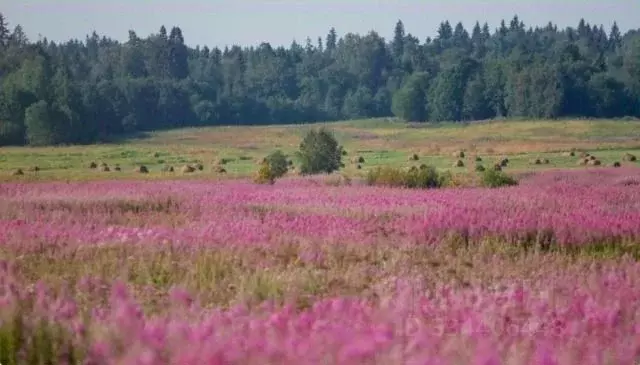 Участок в Ленинградская область, Ломоносовский район, Лопухинское ... - Фото 1