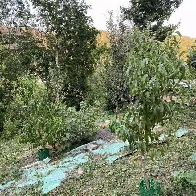 Участок в Краснодарский край, Туапсинский муниципальный округ, Алмаз ... - Фото 1