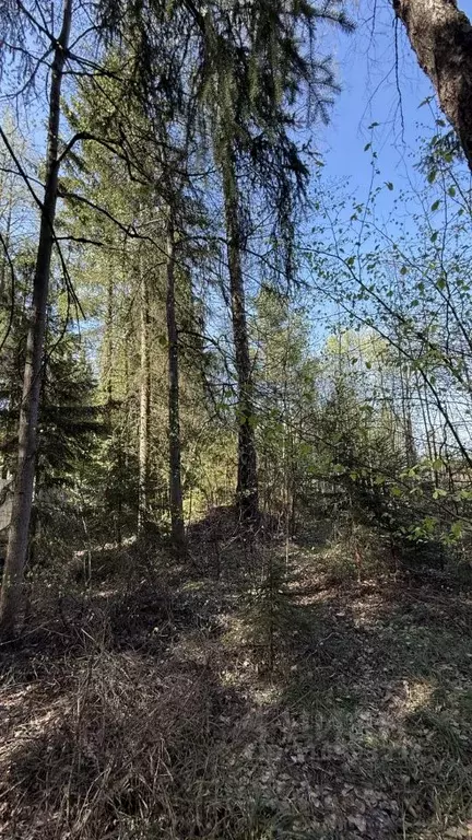 Участок в Московская область, Наро-Фоминский городской округ, д. ... - Фото 0