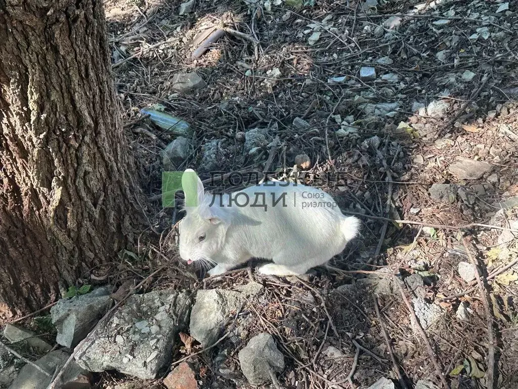 Участок в Краснодарский край, Новороссийск ул. Революции 1905 года, 83 ... - Фото 2