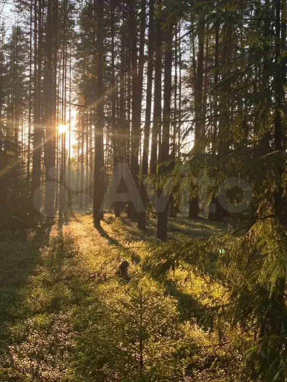 Участок 10 сот. (ИЖС) - Фото 0