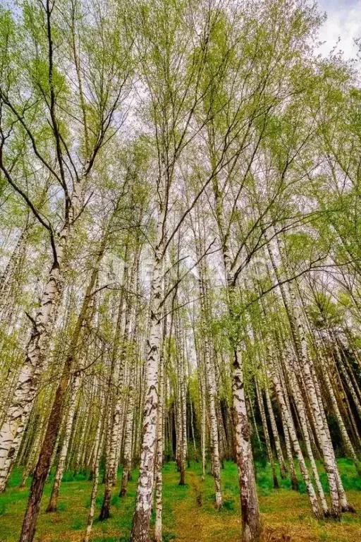 Дом в Владимирская область, Судогодский район, Вяткинское ... - Фото 2