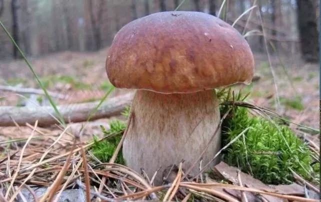 Дом в Ростовская область, Шолоховский район, Вешенская ст-ца пер. ... - Фото 2