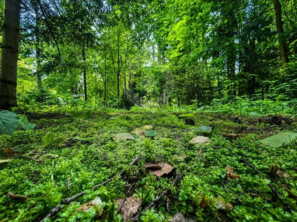 Участок в Московская область, Одинцовский городской округ, д. ... - Фото 2