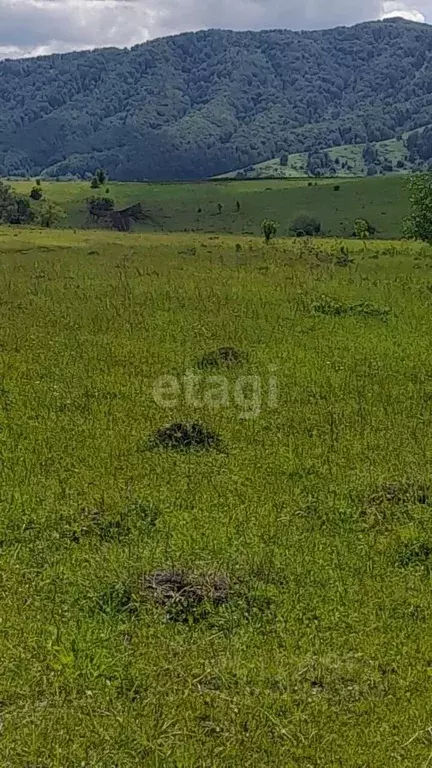 Участок в Алтайский край, Алтайский район, с. Старобелокуриха  (1370.0 ... - Фото 0