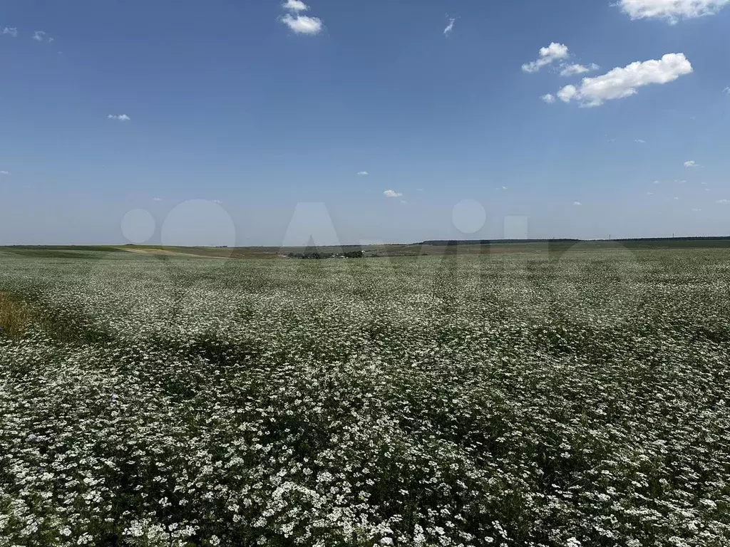 Участок 6 сот. (СНТ, ДНП) - Фото 1