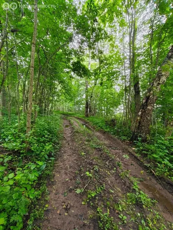 Участок в Осьминское сельское поселение, деревня Извоз (129 м) - Фото 2