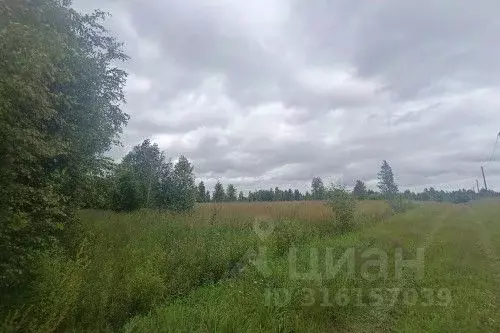 Участок в Новгородская область, Новгородский район, Ракомское с/пос, ... - Фото 2