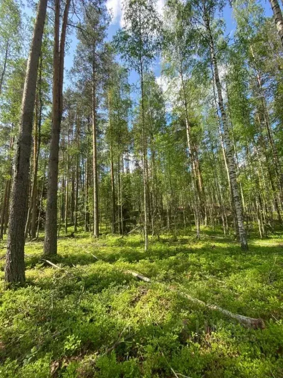 Участок в Ленинградская область, Всеволожский район, Куйвозовское ... - Фото 1