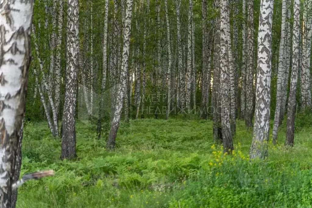 Дом в Свердловская область, Тавда Белые Лилии КС,  (36 м) - Фото 1