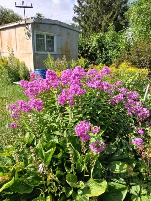 Участок в Ленинградская область, Волховский район, Кисельнинское ... - Фото 0