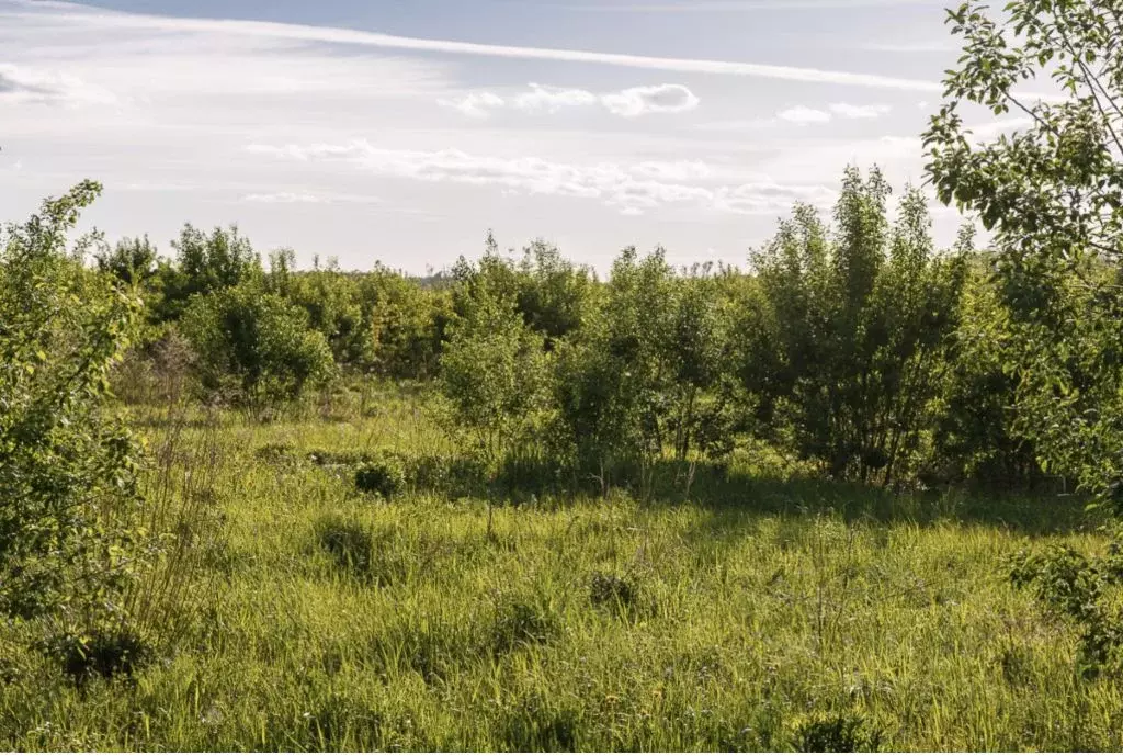 Участок в Московская область, Одинцовский городской округ, Мамоново ... - Фото 0