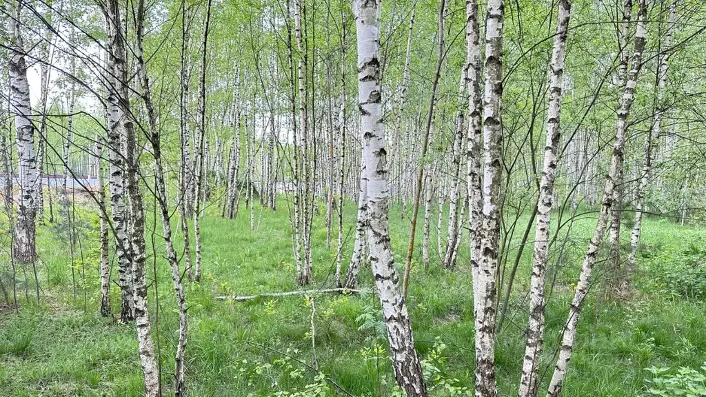 Участок в Московская область, Ногинск Богородский городской округ, ул. ... - Фото 2