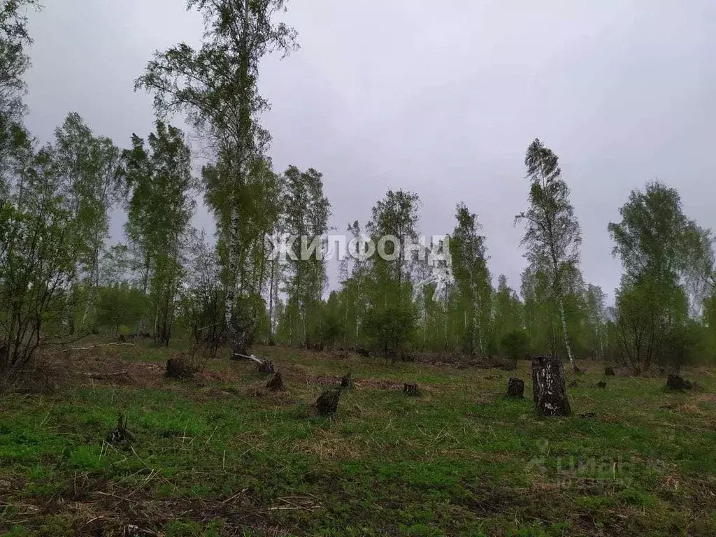 Участок в Новосибирская область, Новосибирский район, Каменский ... - Фото 0