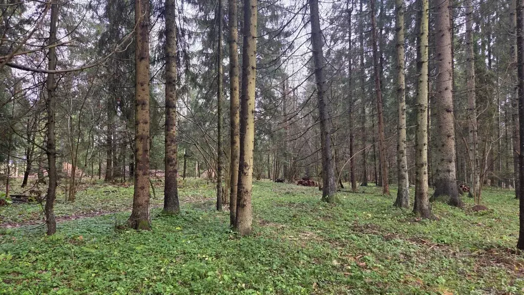 Участок в Московская область, Звенигород Одинцовский городской округ, ... - Фото 2