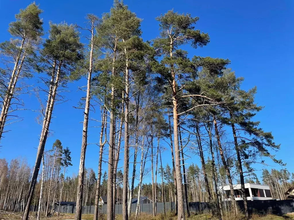 Участок в Ленинградская область, Выборгский район, Полянское с/пос, ... - Фото 2