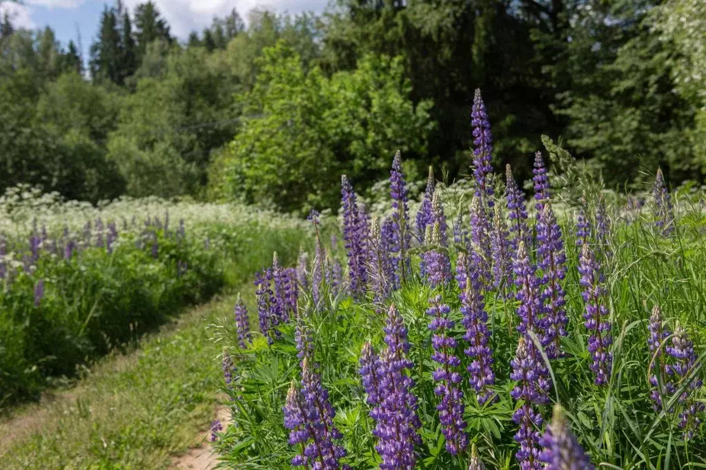 Участок, 13.6 сот., сельхоз (снт или днп) - Фото 1