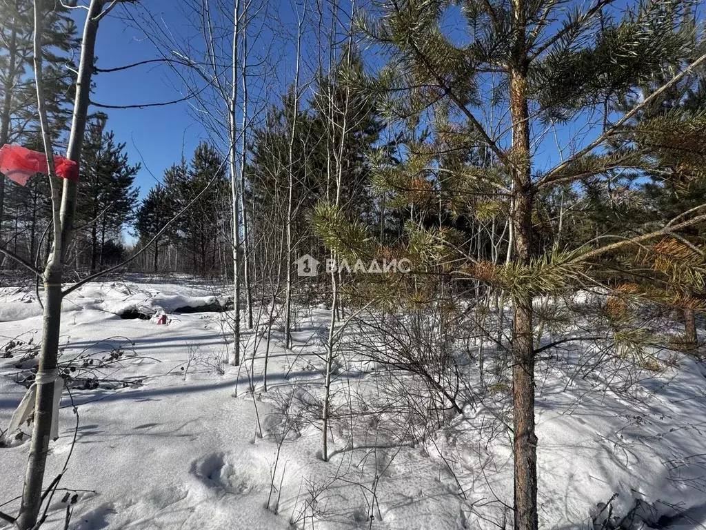 Участок в Иркутская область, Усольский район, с. Большая Елань  (15.0 ... - Фото 1