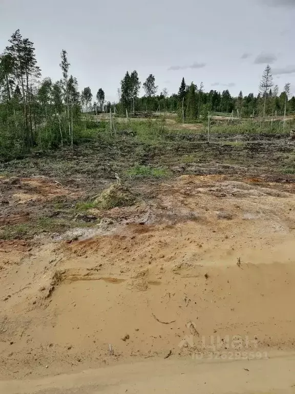 Участок в Ленинградская область, Всеволожский район, Агалатовское ... - Фото 2