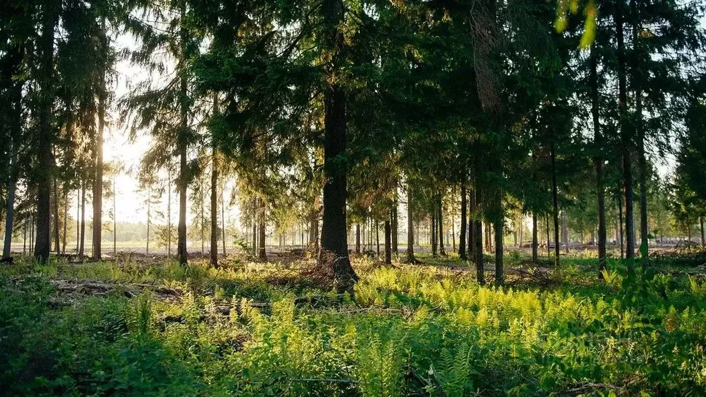 Участок в Московская область, Клин городской округ, д. Поджигородово  ... - Фото 1