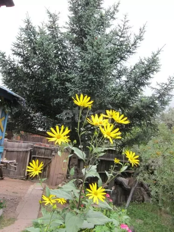 Дом в Бурятия, Прибайкальский район, Колос СНТ 292 (53 м) - Фото 2