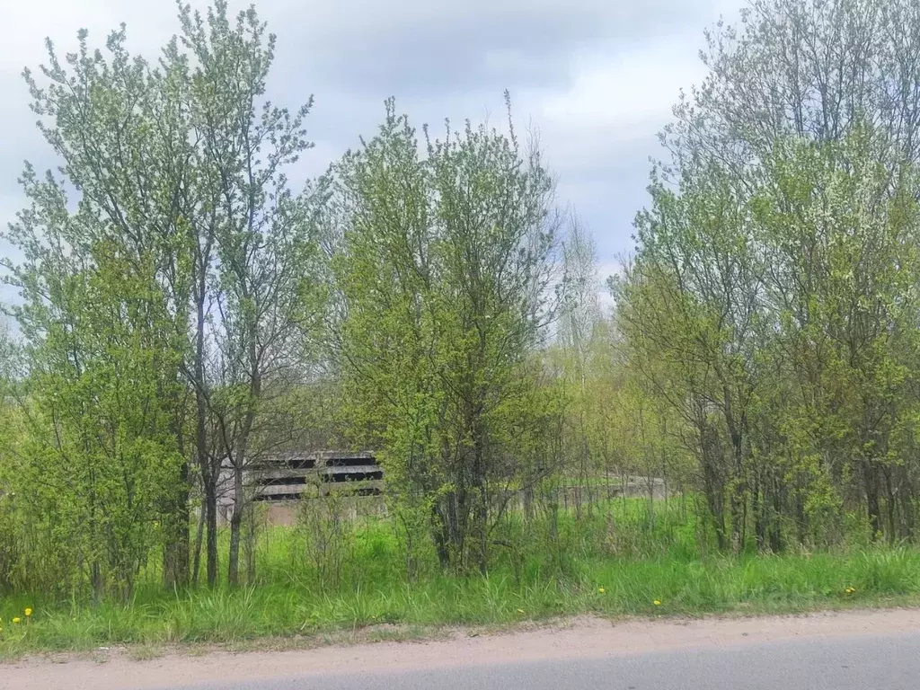 Участок в Новгородская область, Сольцы г. Солецкий муниципальный ... - Фото 1