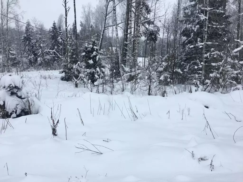 Участок в Московская область, Пушкинский городской округ, д. Могильцы ... - Фото 2