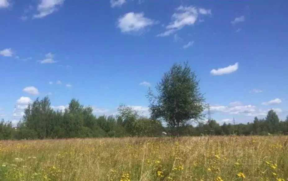 Участок в Амурская область, Октябрьский район, с. Новомихайловка  ... - Фото 0