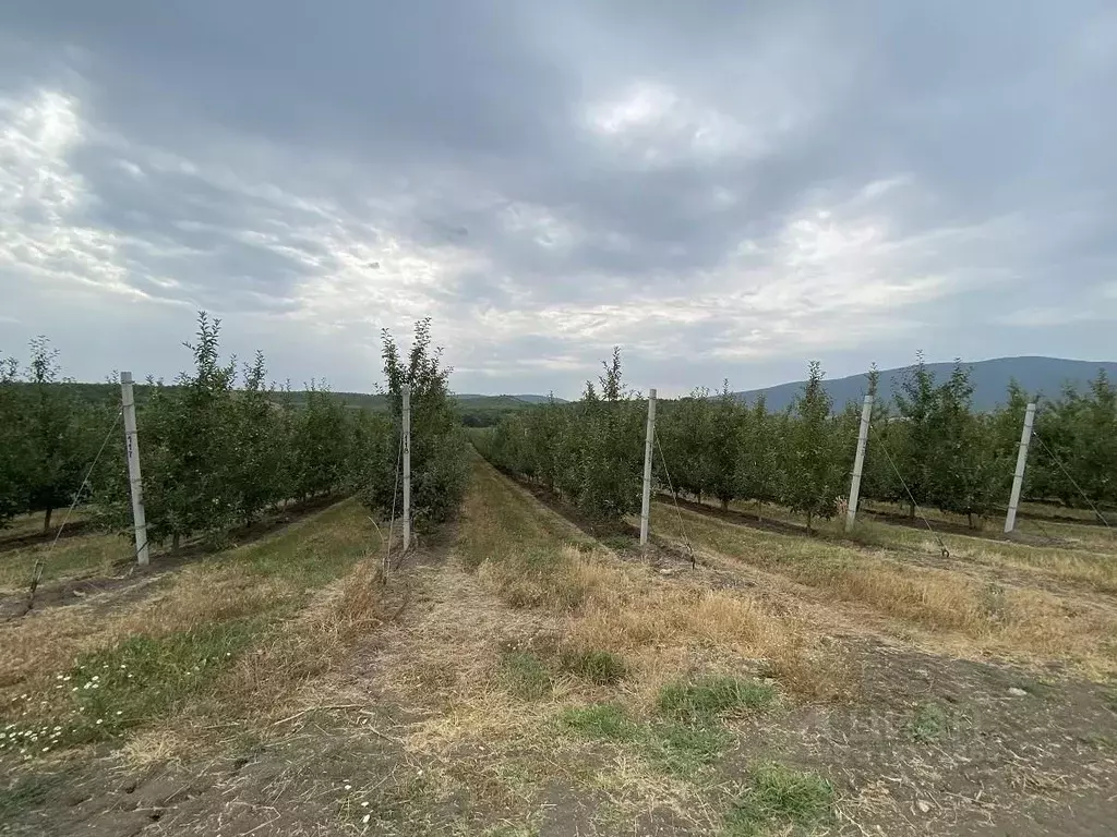 Участок в Крым, Белогорский район, Курское с/пос  (9.4 сот.) - Фото 1
