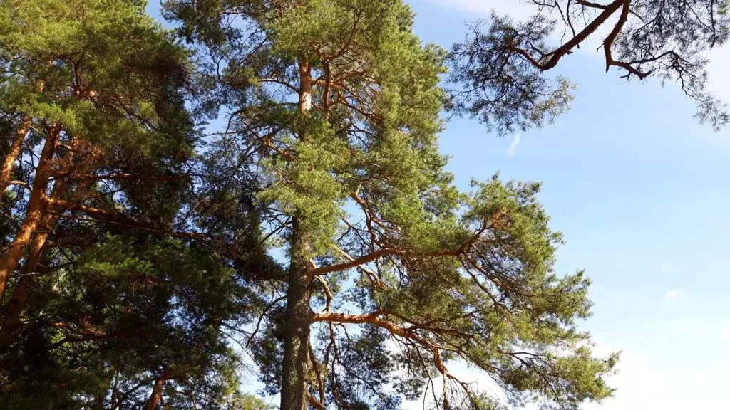 Участок в Ленинградская область, Выборгский район, Советское городское ... - Фото 0