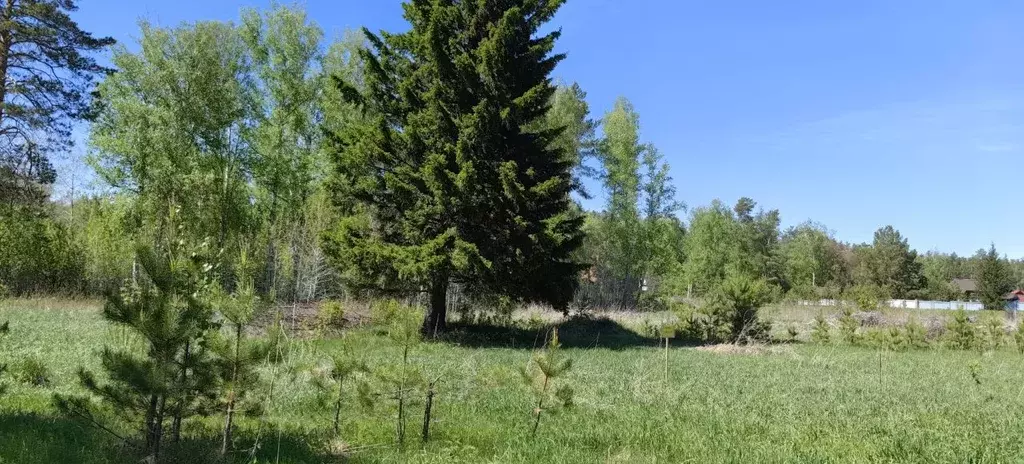 Участок в Алтайский край, Первомайский район, Бобровский сельсовет, ... - Фото 0
