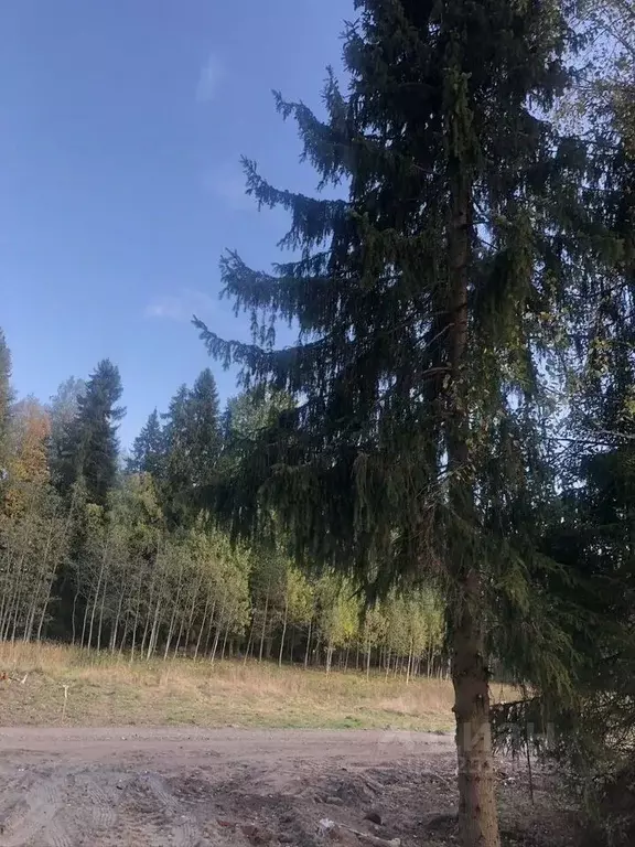 Участок в Ленинградская область, Выборгский район, Селезневское с/пос, ... - Фото 2