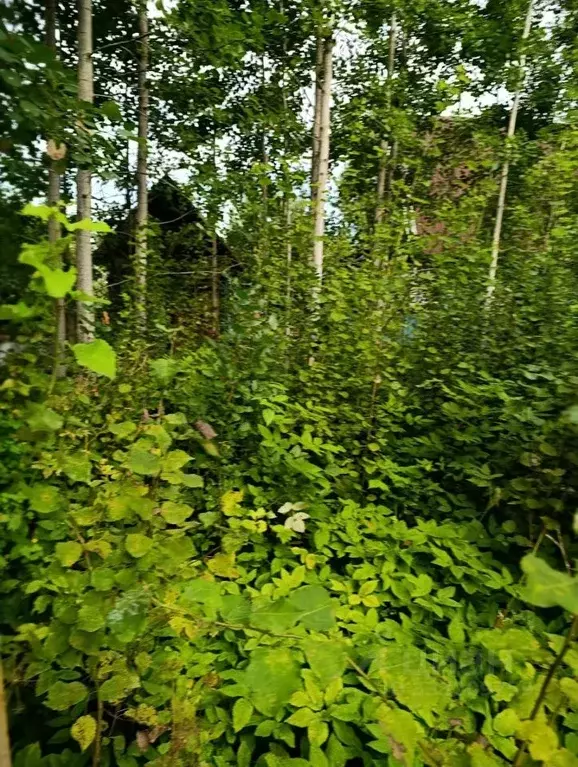 Дом в Ленинградская область, Кировский район, Синявинское городское ... - Фото 1