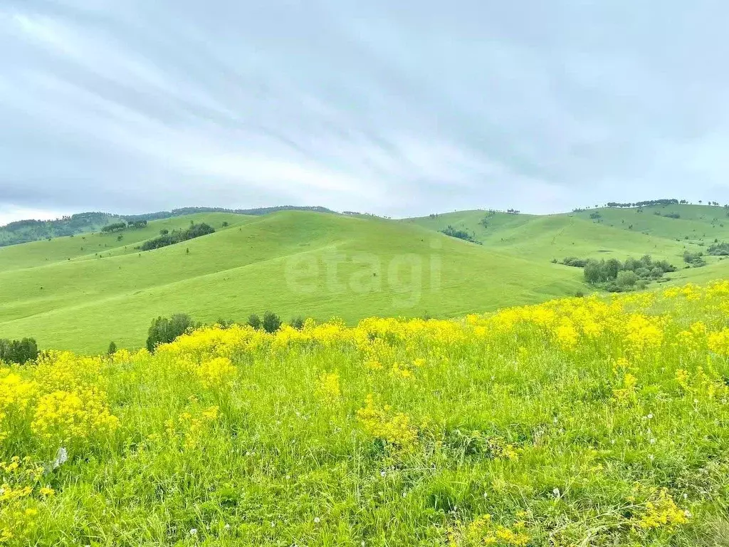 Участок в Алтайский край, Алтайский район, Жемчужина Алтая ДНТ бул. ... - Фото 1