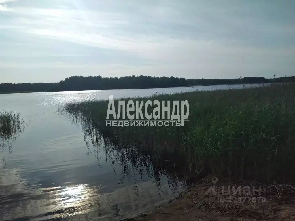 Участок в Ленинградская область, Приозерский район, Ромашкинское ... - Фото 0