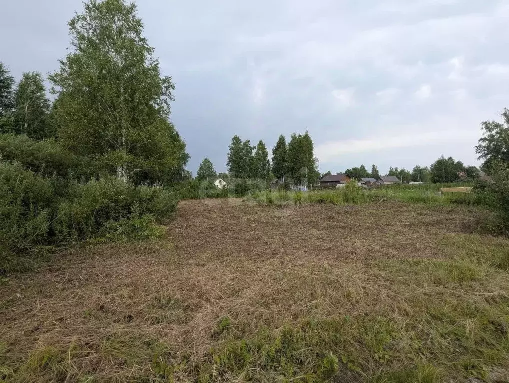 Участок в Новосибирская область, Коченевский район, Тальник СНТ ул. ... - Фото 1