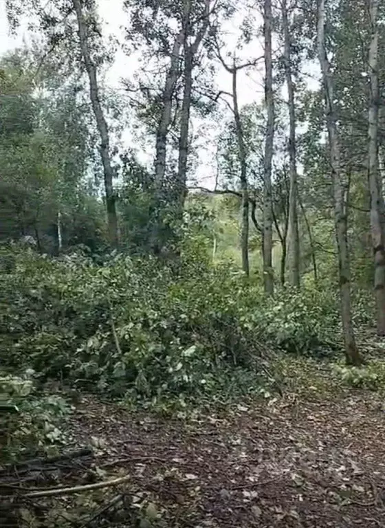 Участок в Московская область, Богородский городской округ, д. ... - Фото 2