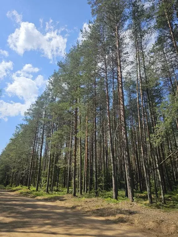 Участок в Новгородская область, Валдайский район, Рощинское с/пос, д. ... - Фото 1