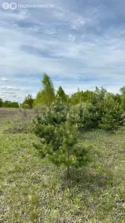 Участок в Московская область, городской округ Коломна, село Чанки (15 ... - Фото 1