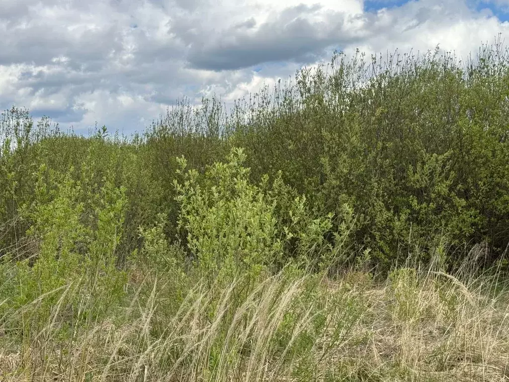 Участок в Московская область, Богородский городской округ, д. Старые ... - Фото 1