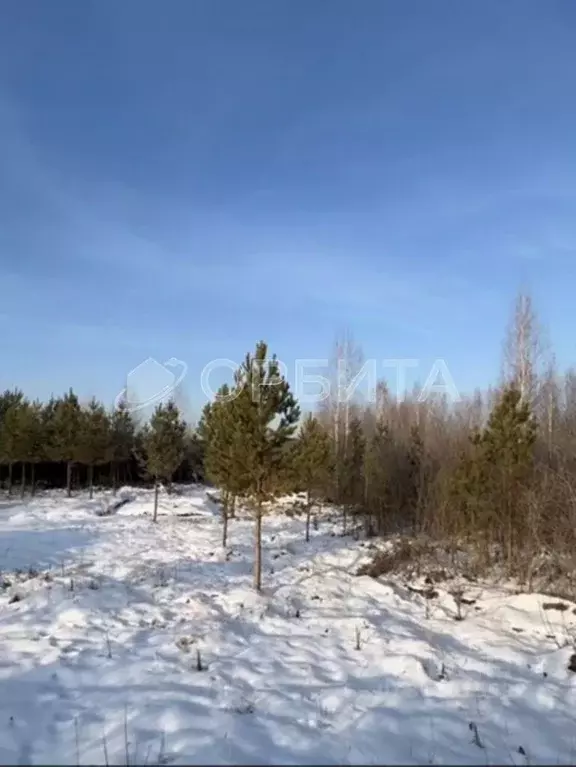 Участок в Тюменская область, Нижнетавдинский район, д. Московка, Чехов ... - Фото 0