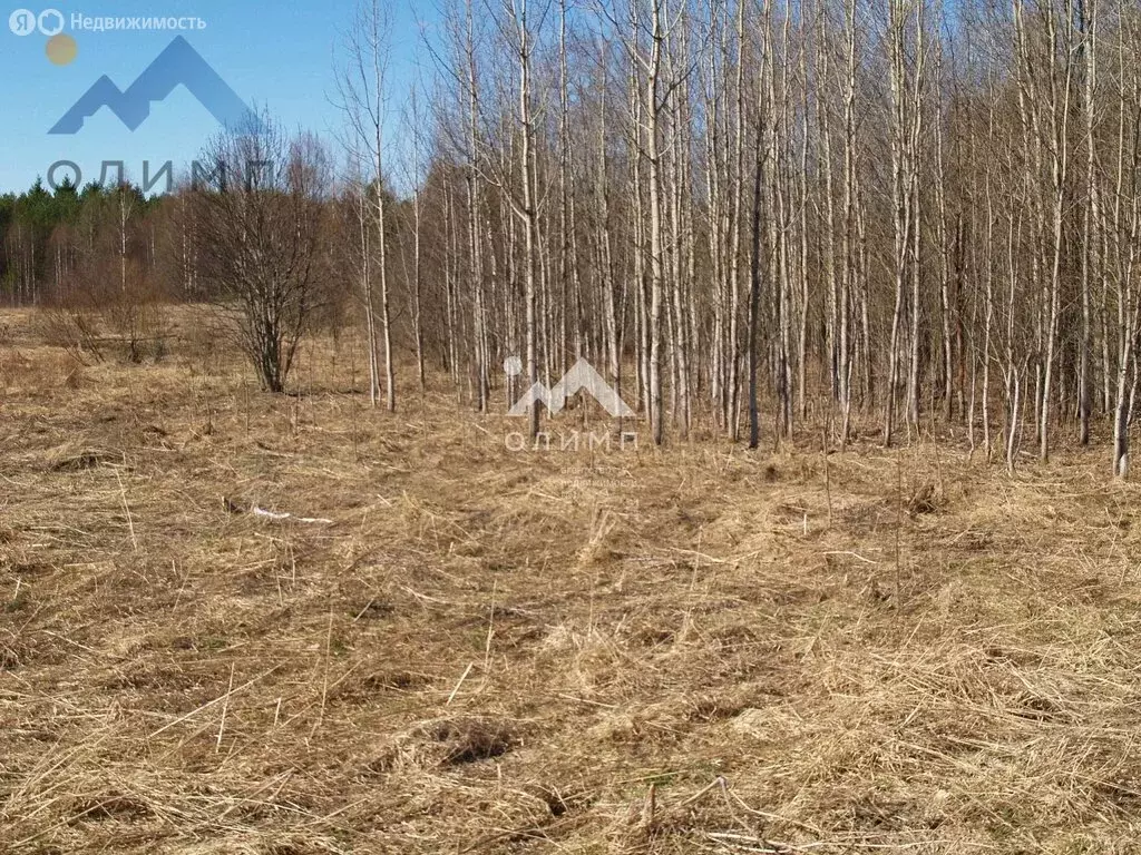 Участок в Вологодская область, Кирилловский муниципальный округ, ... - Фото 1